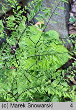 Adiantum pedatum Laciniatum