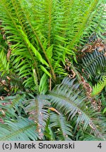 Polystichum munitum (paprotnik sztywny)