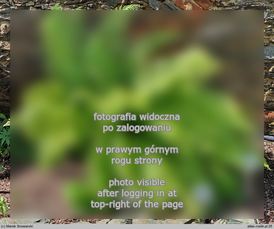 Dryopteris crassirhizoma (narecznica grubokłączowa)