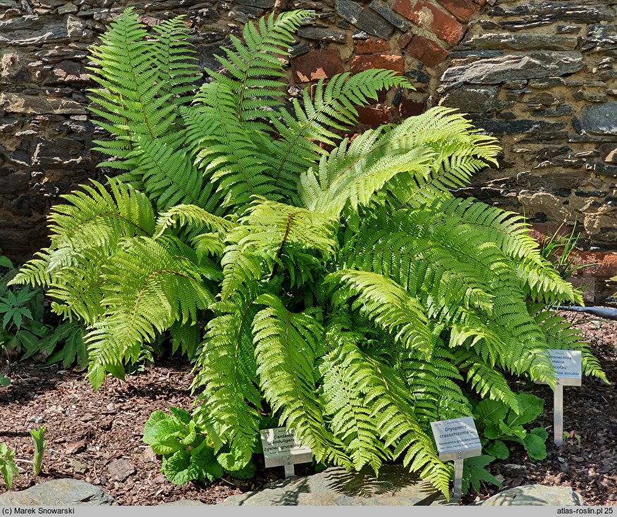 Dryopteris crassirhizoma (narecznica grubokłączowa)