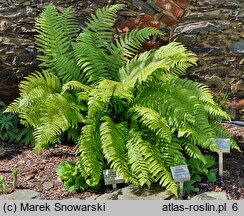 Dryopteris crassirhizoma (narecznica grubokłączowa)