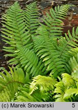 Dryopteris crassirhizoma (narecznica grubokłączowa)