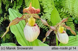 Cypripedium reginae (obuwik królowej)
