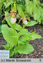 Cypripedium reginae (obuwik królowej)
