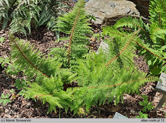 Polystichum setiferum Seestern