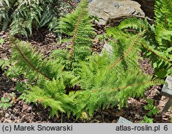 Polystichum setiferum Seestern