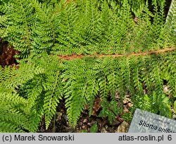 Polystichum setiferum Seestern