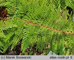 Polystichum setiferum Seestern