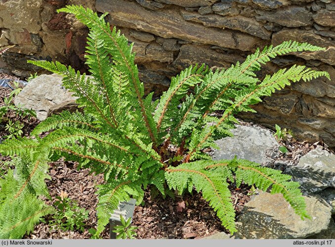 Polystichum setiferum Gabeljürgl