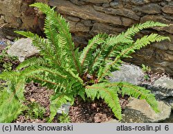 Polystichum setiferum Gabeljürgl