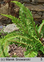 Polystichum setiferum Gabeljürgl