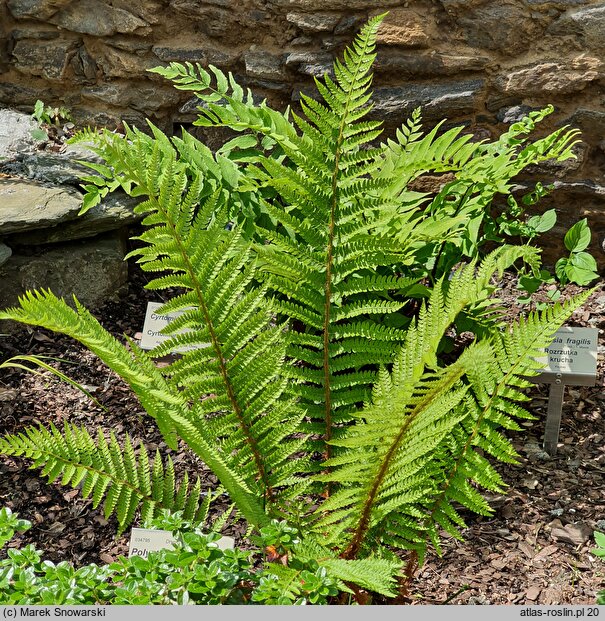 Polystichum setiferum Dahlem