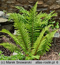 Polystichum setiferum Dahlem