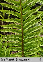 Polystichum setiferum Dahlem