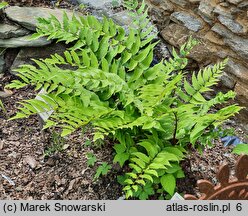 Polystichum falcatum var. fortunei (paprotnik sierpowaty odm. Fortune'a)