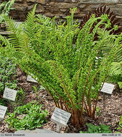 Dryopteris affinis agg. Cristata Angustata