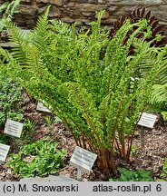 Dryopteris affinis agg. Cristata Angustata