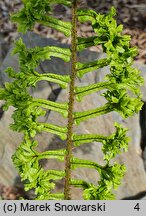 Dryopteris affinis agg. Cristata Angustata