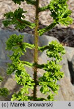 Dryopteris affinis agg. Cristata Angustata