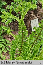 Dryopteris affinis agg. Cristata Angustata