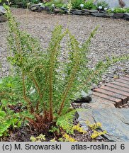 Polystichum setiferum Cristato-pinnulum