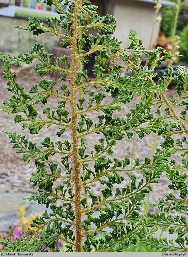 Polystichum setiferum Cristato-pinnulum