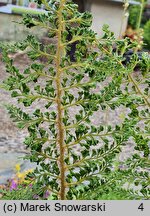 Polystichum setiferum Cristato-pinnulum