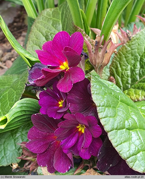 Primula vulgaris Elcora Blue