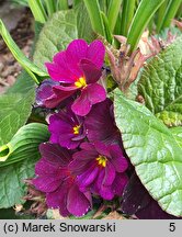 Primula vulgaris Elcora Blue