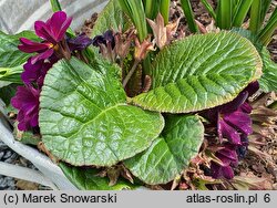 Primula vulgaris Elcora Blue