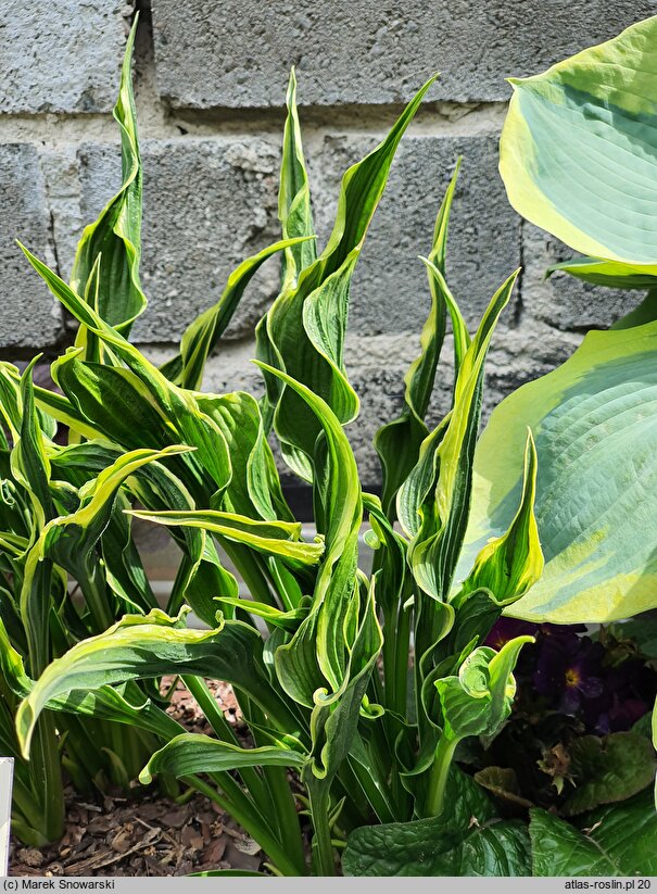 Hosta Hands Up