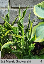Hosta Hands Up