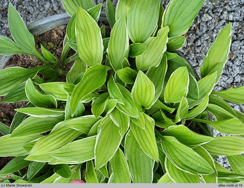 Hosta Mentor Gold