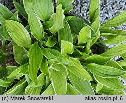 Hosta Mentor Gold