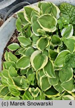 Hosta Baby Booties