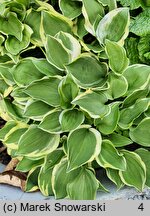 Hosta Baby Booties