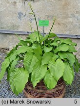 Hosta Fortunei Hyacinthina