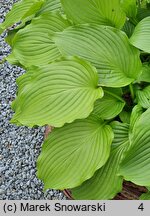 Hosta Fortunei Hyacinthina