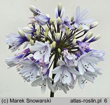 Agapanthus Twister