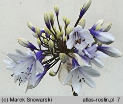 Agapanthus Twister