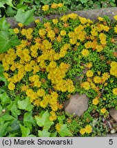 Delosperma lineare (delosperma wąskolistna)