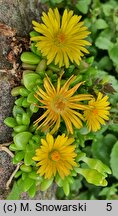 Delosperma lineare (delosperma wąskolistna)