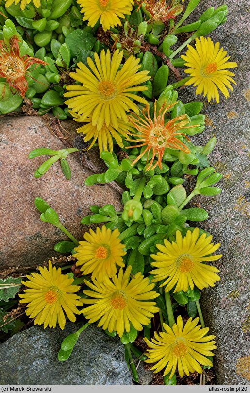 Delosperma lineare (delosperma wąskolistna)