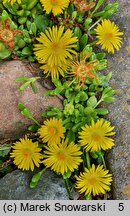 Delosperma lineare (delosperma wąskolistna)