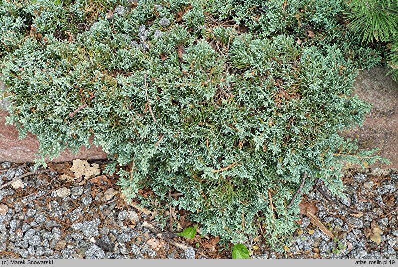 Juniperus horizontalis Monber