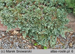 Juniperus horizontalis Monber