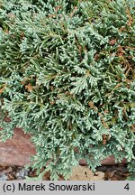 Juniperus horizontalis Monber