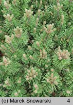 Pinus mugo Humpy