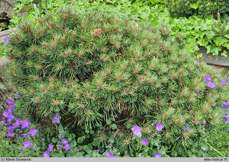 Pinus uncinata Grüne Welle