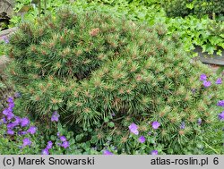 Pinus uncinata Grüne Welle